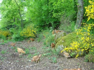 Anche i polli della Fattoria Paternesi vengono allevati rigorosamente all'aperto