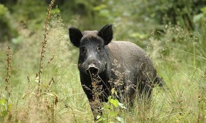 Cinghiale, la preda più cacciata