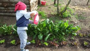 Un bambino si occupa dell'orto