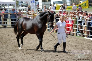 2017 mostra cavallo maremmano canino (2)